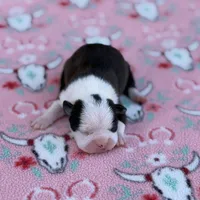 Kimmy-AKC, a female Boston Terrier for sale in Konawa, OK – Photo 4 of 10