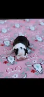 Kimmy-AKC, a female Boston Terrier for sale in Konawa, OK – Photo 2 of 7