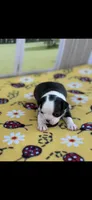 Kimmy-AKC, a female Boston Terrier for sale in Konawa, OK – Photo 6 of 10