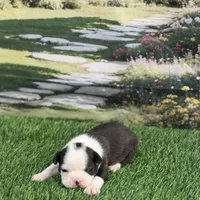 Kimmy-AKC, a female Boston Terrier for sale in Konawa, OK – Photo 5 of 10