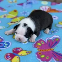 Kimmy-AKC, a female Boston Terrier for sale in Konawa, OK – Photo 2 of 10
