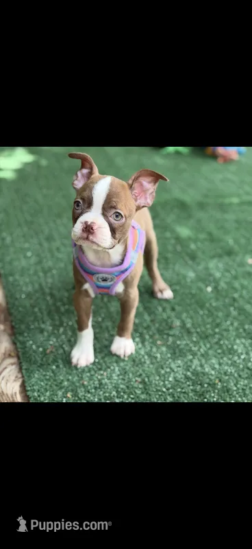 Oakley-AKC – Boston Terrier puppy on hold in Konawa, OK