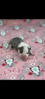 Stella-AKC, a female Boston Terrier for sale in Konawa, OK – 2 of 6