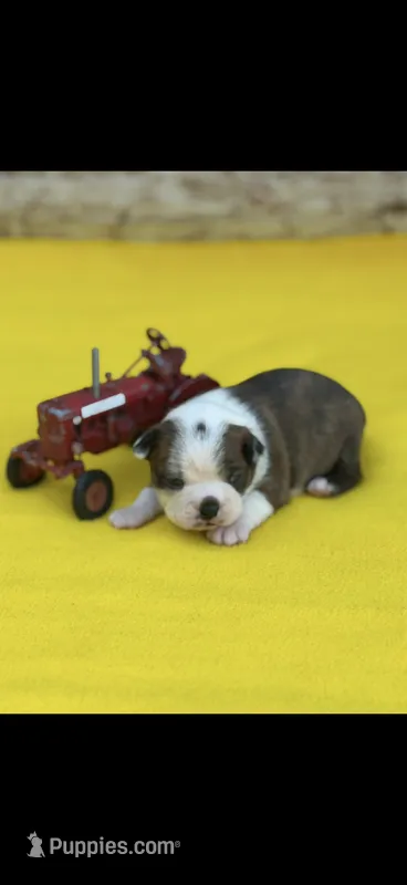 Watson-AKC – Boston Terrier puppy for sale in Konawa, OK