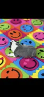 Avery-AKC, a female Boston Terrier for sale in Konawa, OK – 4 of 6