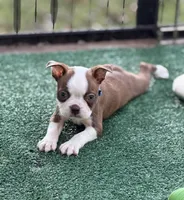 Coco-AKC, a male Boston Terrier for sale in Konawa, OK – 7 of 10