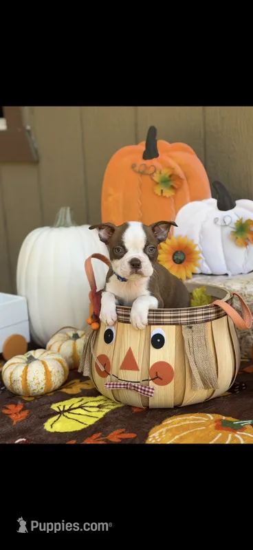 Coco-AKC – Boston Terrier puppy for sale in Konawa, OK