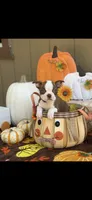 Coco-AKC, a male Boston Terrier for sale in Konawa, OK – 2 of 10