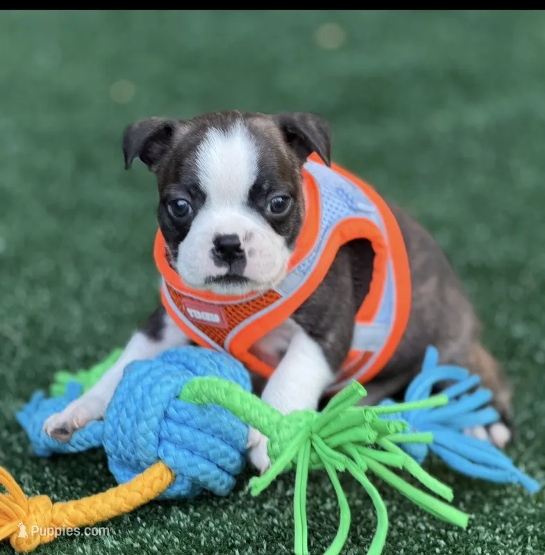 Jase-AKC – Boston Terrier puppy for sale in Konawa, OK