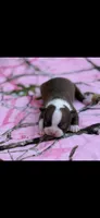 Reba-AKC, a female Boston Terrier for sale in Konawa, OK – Photo 3 of 7