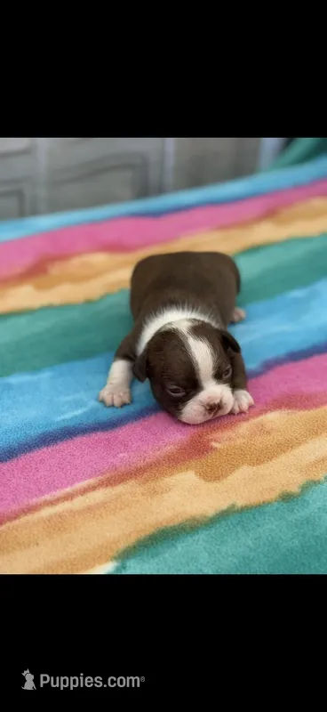 Reba-AKC – Boston Terrier puppy for sale in Konawa, OK