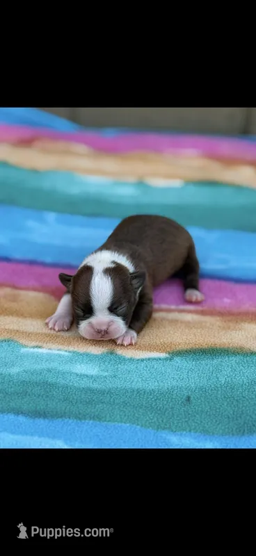 Reba-AKC – Boston Terrier puppy for sale in Konawa, OK