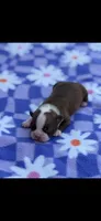 Reba-AKC, a female Boston Terrier for sale in Konawa, OK – Photo 5 of 7