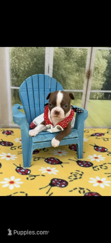 Reba-AKC – Boston Terrier puppy for sale in Konawa, OK