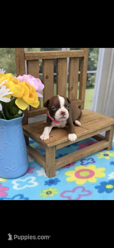 Reba-AKC – Boston Terrier puppy for sale in Konawa, OK