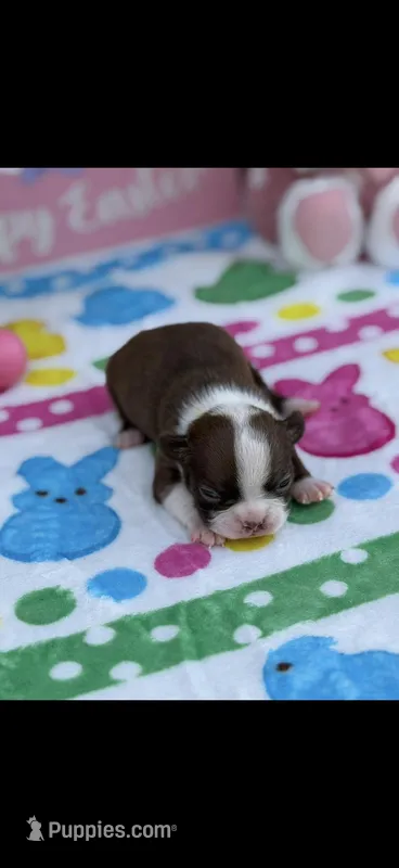 Reba-AKC – Boston Terrier puppy for sale in Konawa, OK