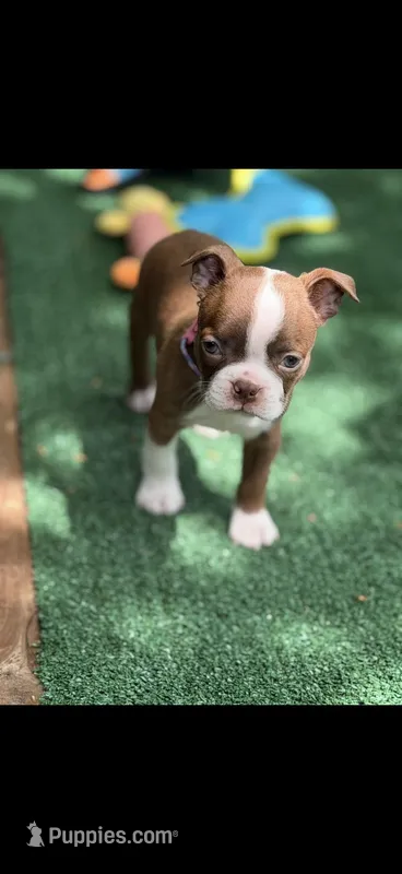 Reba-AKC – Boston Terrier puppy for sale in Konawa, OK