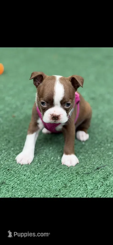 Reba-AKC – Boston Terrier puppy for sale in Konawa, OK