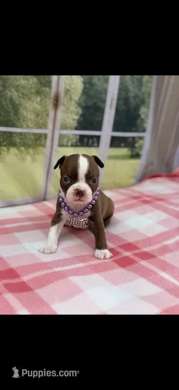 Reba-AKC – Boston Terrier puppy for sale in Konawa, OK