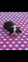 Reba-AKC, a female Boston Terrier for sale in Konawa, OK – Photo 7 of 7