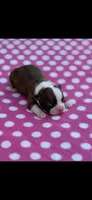 Reba-AKC, a female Boston Terrier for sale in Konawa, OK – Photo 2 of 7