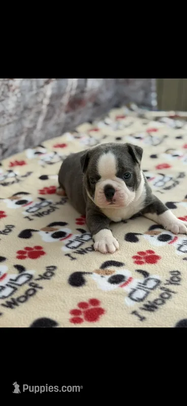 Blue-AKC – Boston Terrier puppy for sale in Konawa, OK