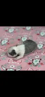 Stella-AKC, a female Boston Terrier for sale in Konawa, OK – 4 of 6