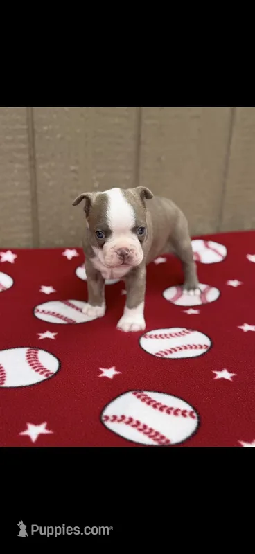 Luke-AKC – Boston Terrier puppy for sale in Konawa, OK