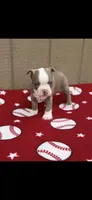 Luke-AKC, a male Boston Terrier for sale in Konawa, OK – 8 of 10