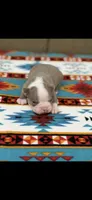 Luke-AKC, a male Boston Terrier for sale in Konawa, OK – Photo 6 of 6