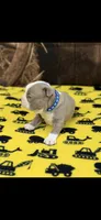 Luke-AKC, a male Boston Terrier for sale in Konawa, OK – 9 of 10