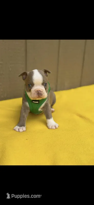 Luke-AKC – Boston Terrier puppy for sale in Konawa, OK