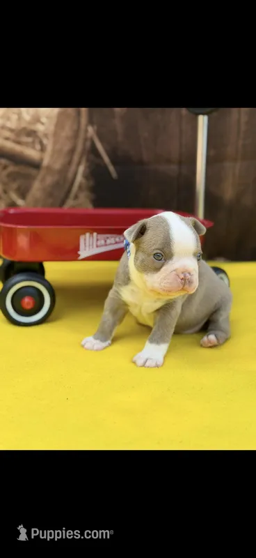 Luke-AKC – Boston Terrier puppy for sale in Konawa, OK