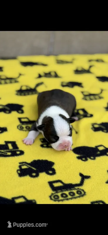 Tyson-AKC – Boston Terrier puppy for sale in Konawa, OK