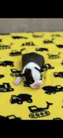 Tyson-AKC, a male Boston Terrier for sale in Konawa, OK – 1 of 7