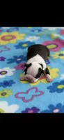 Dolly-AKC, a female Boston Terrier for sale in Konawa, OK – 2 of 9