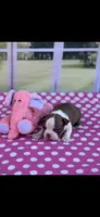 Ruby-AKC, a female Boston Terrier for sale in Konawa, OK – Photo 10 of 10