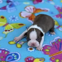 Ruby-AKC, a female Boston Terrier for sale in Konawa, OK – Photo 3 of 10