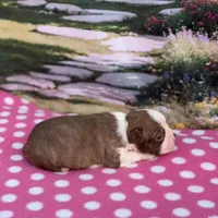 Ruby-AKC, a female Boston Terrier for sale in Konawa, OK – Photo 4 of 10