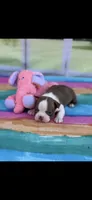 Ruby-AKC, a female Boston Terrier for sale in Konawa, OK – Photo 5 of 10