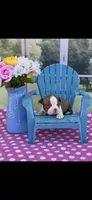 Ruby-AKC, a female Boston Terrier for sale in Konawa, OK – Photo 6 of 10