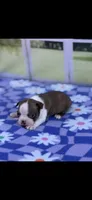 Ruby-AKC, a female Boston Terrier for sale in Konawa, OK – Photo 9 of 10