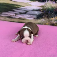 Ruby-AKC, a female Boston Terrier for sale in Konawa, OK – Photo 2 of 10