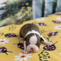 Ruby-AKC, a female Boston Terrier for sale in Konawa, OK – Photo 1 of 10