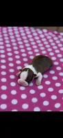 Ruby-AKC, a female Boston Terrier for sale in Konawa, OK – Photo 5 of 5