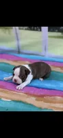 Ruby-AKC, a female Boston Terrier for sale in Konawa, OK – Photo 8 of 10