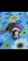 Ruby-AKC, a female Boston Terrier for sale in Konawa, OK – Photo 1 of 5