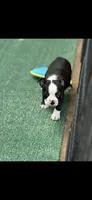 Wyatt-AKC, a male Boston Terrier for sale in Konawa, OK – 7 of 10