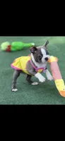 Jasmine-AKC, a female Boston Terrier for sale in Konawa, OK – 4 of 8