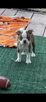 Coco-AKC, a male Boston Terrier for sale in Konawa, OK – 3 of 10